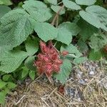 Rubus phoenicolasiusLeht