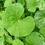 Hydrocotyle leucocephala Leaf