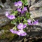 Primula hirsuta Hábito