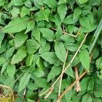 Persicaria campanulata Leaf