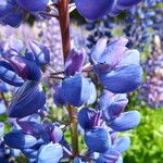 Lupinus polyphyllus Fleur