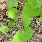 Ipomoea lacunosa Liść