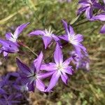 Leucocoryne vittata Flor