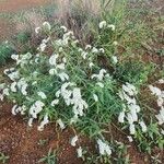 Heliotropium longiflorum आदत