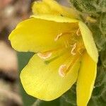 Verbascum thapsus Květ