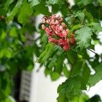 Aesculus × carnea Hoja