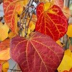 Cercis canadensisFolha