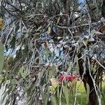 Eucalyptus caesia 葉