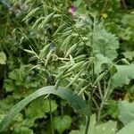 Avena sativa Costuma