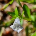 Lindernia dubia Flower