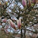 Magnolia × soulangeana പുഷ്പം
