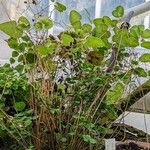 Hemionitis ovata Plante entière