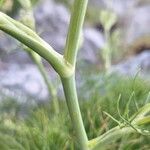 Seseli parnassicum Corteza