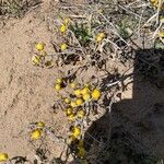 Solanum dimidiatum Fruit