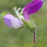 Lathyrus hirsutus Kwiat