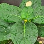 Hydrangea spp. Blad