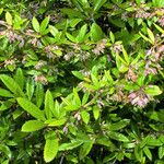 Berberis julianae 形态