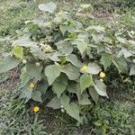 Abutilon grandifolium Deilen