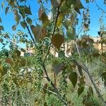 Populus nigra Meyve