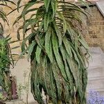 Echium wildpretii Blad