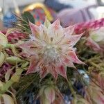 Serruria florida Blomst