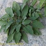 Campanula petraea 形態