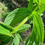 Hypericum undulatum Lapas