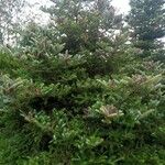 Abies koreana برگ