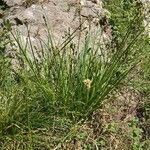 Carex vulpina Habit