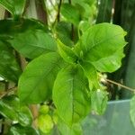 Strophanthus preussii Hoja