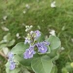 Vitex trifolia Цвят