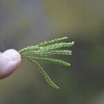 Lycopodium alpinumLapas