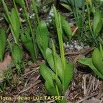 Ophioglossum azoricum Buveinė