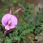 Swainsona galegifolia 花