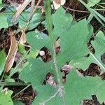 Lactuca muralis Leaf