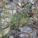 Armeria girardii ശീലം