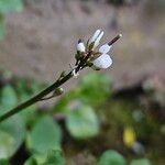 Cardamine hirsuta 花