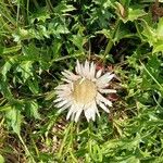 Carlina acaulis Flor