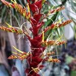 Vriesea imperialis Blomst