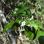 Jasminum elatum Hábito