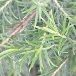 Melaleuca armillaris Blad