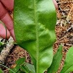 Pulmonaria australis Fuelha