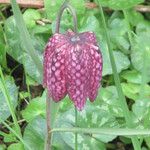 Fritillaria meleagris Цвят