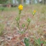 Potentilla gracilis ᱵᱟᱦᱟ