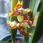 Oncidium altissimum 花