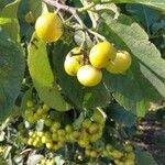 Ehretia dicksonii Fruit