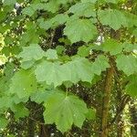 Acer neapolitanum List