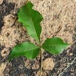 Commiphora baluensis Leaf
