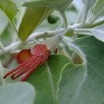 Teucrium heterophyllum Kvet