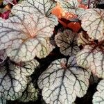 Heuchera americana 葉